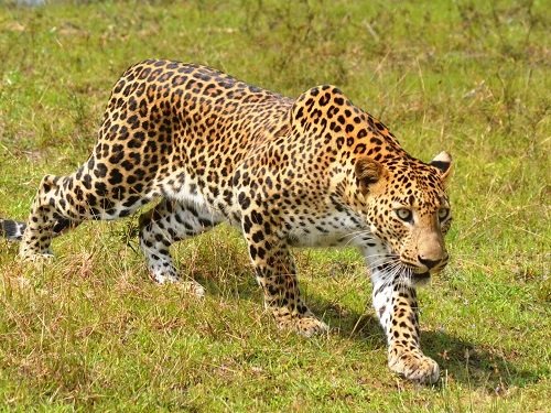 leopard Safari